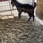 تيس ثلاجه مخصي