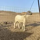 اعرض لكم طلي سواكني فحل صنف الصنف