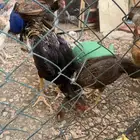 دجاج
