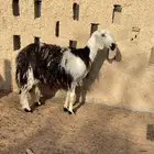 رباع دافع اربع شهور
