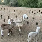 شاه جرم تحتها رخال سواكل