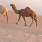 فحل رماني احمر ثني