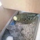 زوج بادجي إنجليزي فاخر