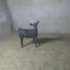 تيس و جفره جنوبيات للبيع