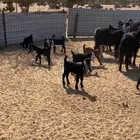 معزاء طيبه مراح واحد