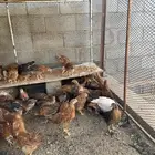 دجاج فروخ