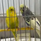 زوج باجي للأنتاج عرض خاص