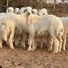 ذبايح حري البيع جمله وتفريد