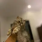 قطط