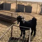 للبيع تيس ذبيحه. طيب بلحيل