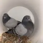 حمام فروخ زاجل مذبوح جاهز