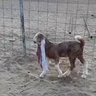 عنز حجازية - هولندية متبع بتيس مشروع فحل نادر