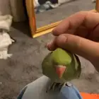 ببغاء دره اليف البيع مستعجل 48 ساعه