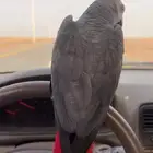 ببغاء كاسكو