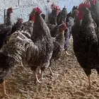 دجاج بياض اكثر من 7 أنواع فاخرة
