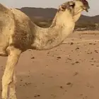 البعير البيع