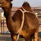 خلفه