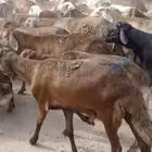 طليان سواكني تربية للمناسبات وزواجات