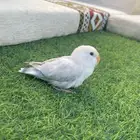 طيور روز