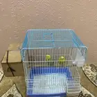 طيور بادجي للبيع