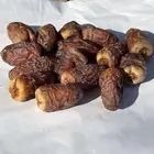 داحسية حائل
