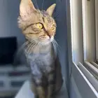 فندقه قطط