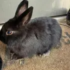 اثنين ارانب للبيع