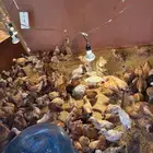 صوص بلدي العمر 30 يوم