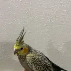 بغبغاء كروان