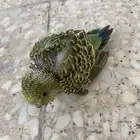 فرخ حب