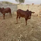 حسلان بلدي