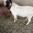 تيس برقوت صافي للبيع