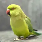 ببغاء الدره