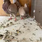 حمام سلفر
