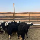 لبيع حيل نجد طيبه