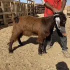 تيوس للبيع طيبات