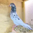 زوج بكستاني منتج الحد 70