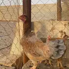 دجاج بكستاني