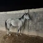خيل