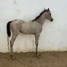 مهره بعمر خمس شهور