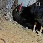 دجاج انقليزي هجين بياض