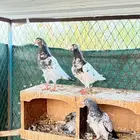 حمام تيدي جونسرا زوج