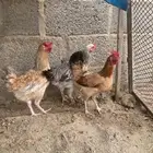 دجاج عربي كفو