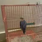 روز اليف بس فيه عض بصيط