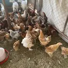 دجاج للبيع