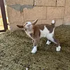 ماعز قزم مواليد للبيع