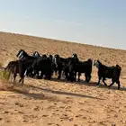 جفار مقنوي