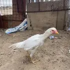 دجاجه بكستانية