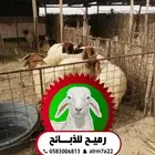 رميح للذبايح.. (مناسبات-عقائق-ثلاجة)