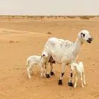 حريه متبع